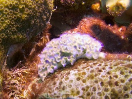 Lettuce Leaf Sea Slug IMG 5380